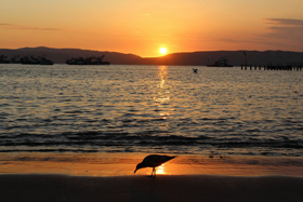 Vogel vor Sonnenuntergang